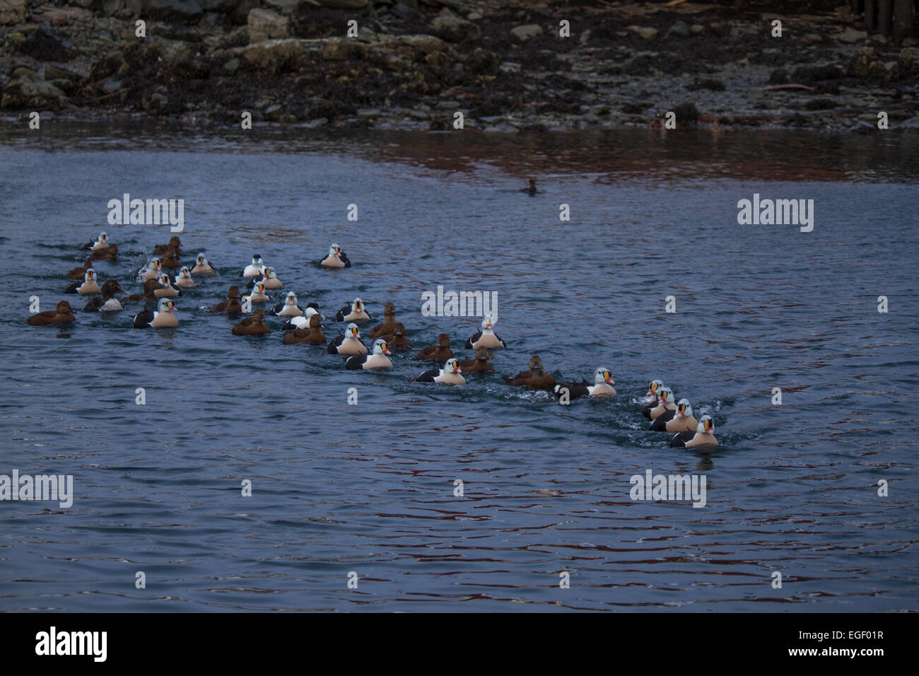 Re Eiders nelle regioni artiche della Norvegia. Questi uccelli migrano verso sud in inverno e si trovano in Norvegia e Canada e il mare di Bering Foto Stock