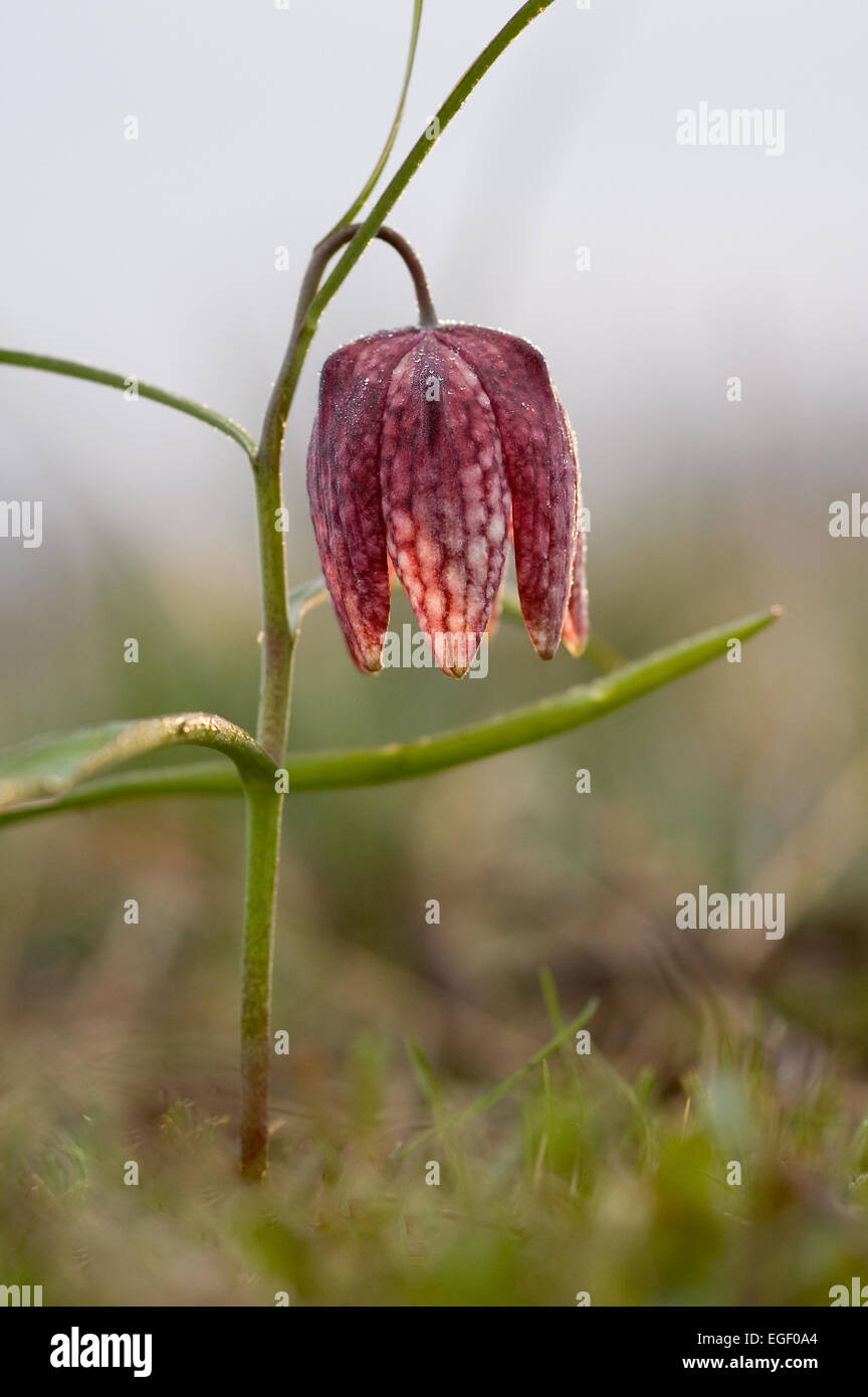 Nomi comuni: Snake Head Fritillary Foto Stock