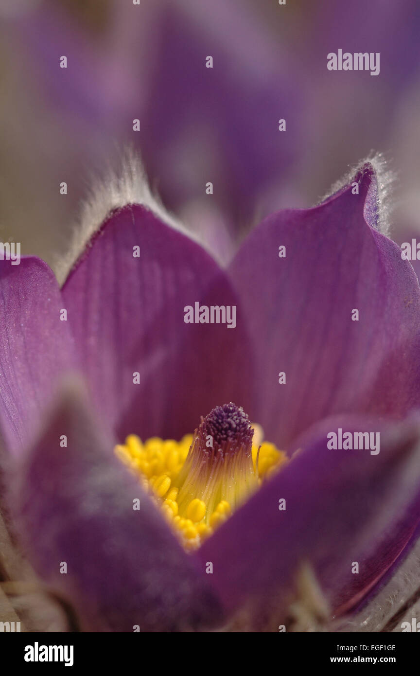 "Pasque Flower (Pulsatilla rubra), chiamato anche Prairie crocus, vento fiore, Pasqua e fiori di prato anemone. Tossico, il fiore h Foto Stock