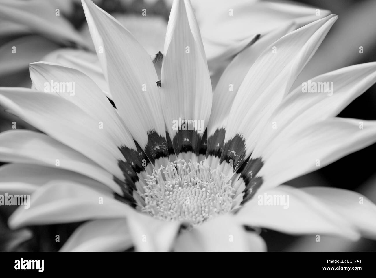 Gazania fiore con petali luminosi e marcature attraente - elaborazione monocromatica Foto Stock