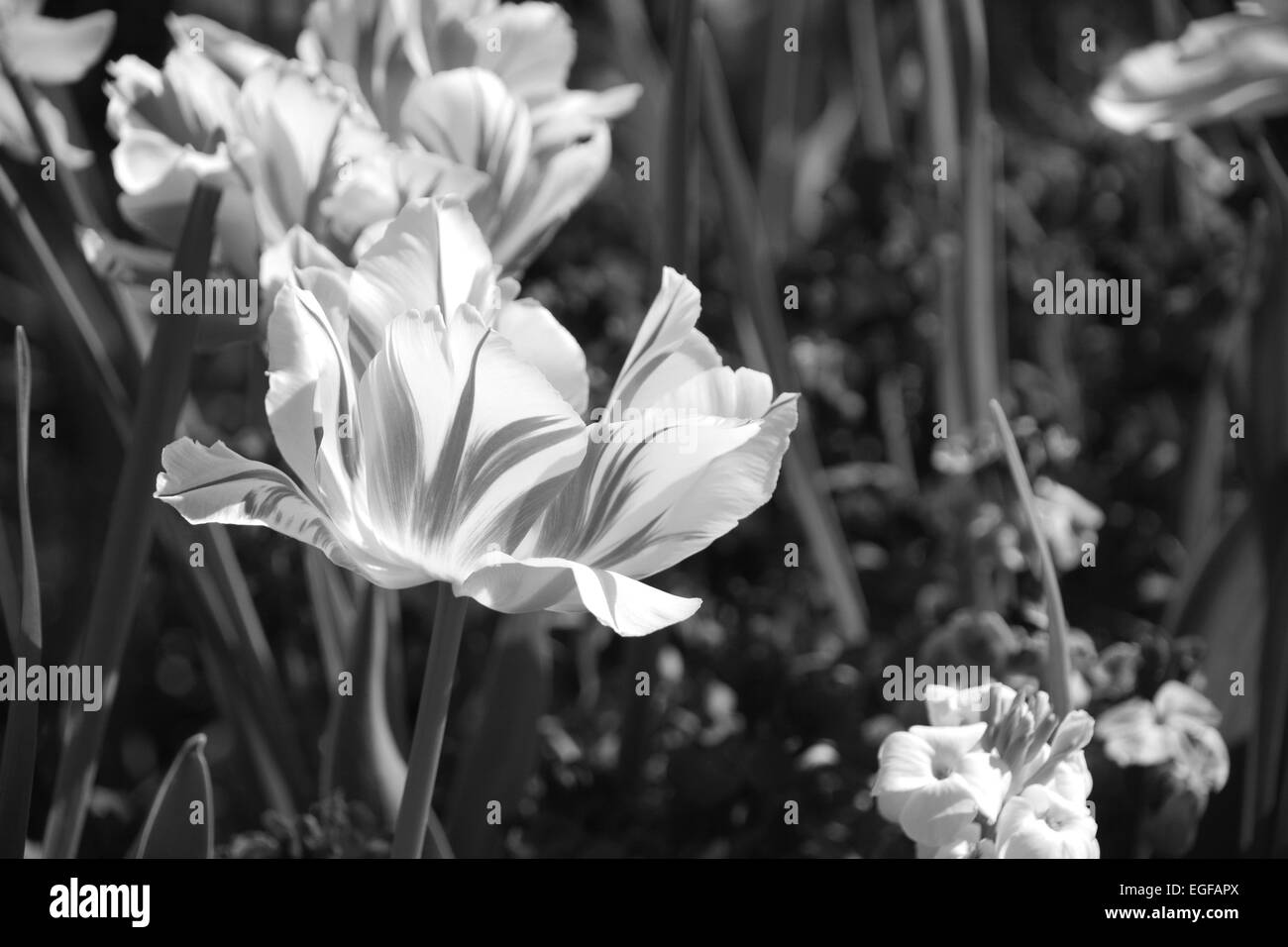 Tulipani a strisce sullo sfondo di wallflowers - elaborazione monocromatica Foto Stock