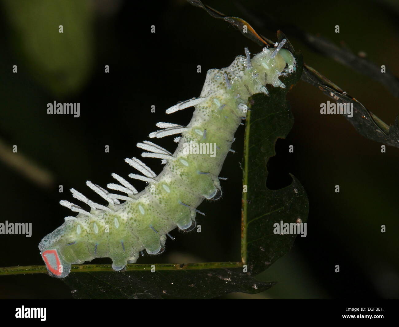 Grandi caterpillar pungenti dell'Atlante asiatici Moth (Attacus atlas) Foto Stock