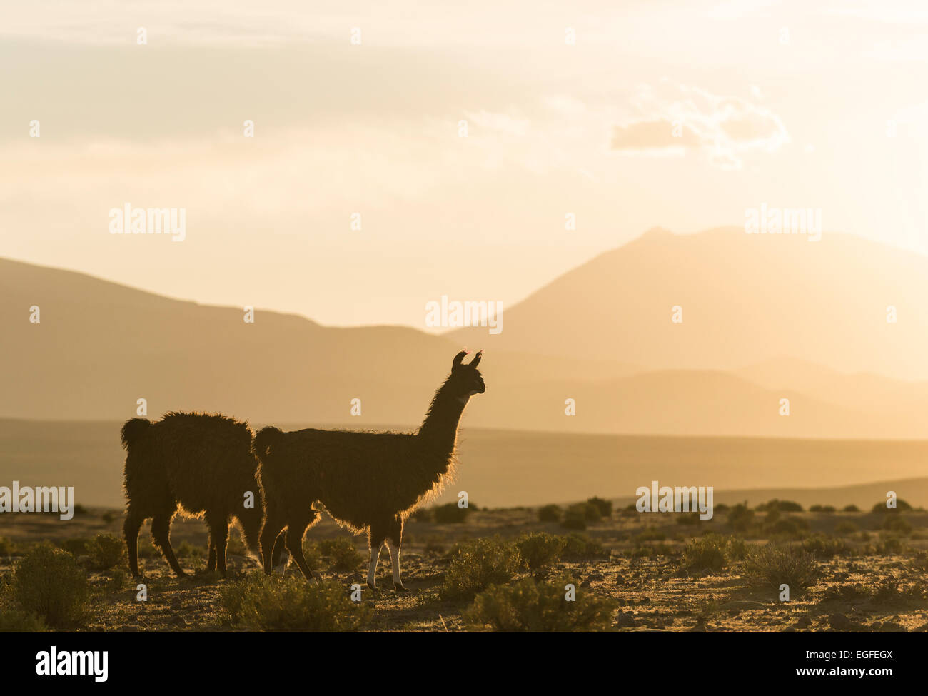Llamas al crepuscolo, Villa Alota, Altiplano meridionale, Bolivia Foto Stock