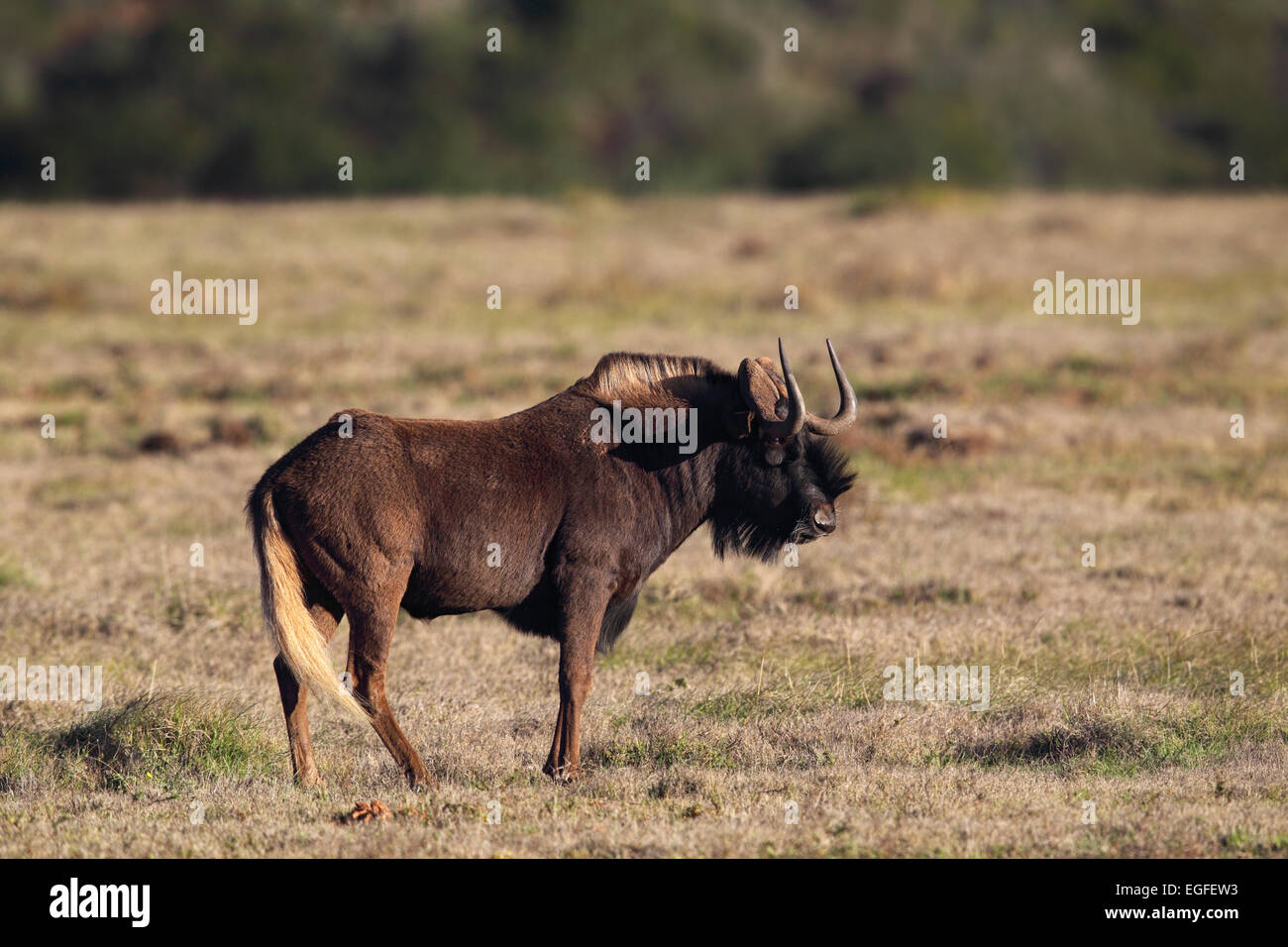 Nero (Gnu Connochaetes gnou) nel Amakhala Game Reserve, Capo orientale, Sud Africa. Foto Stock