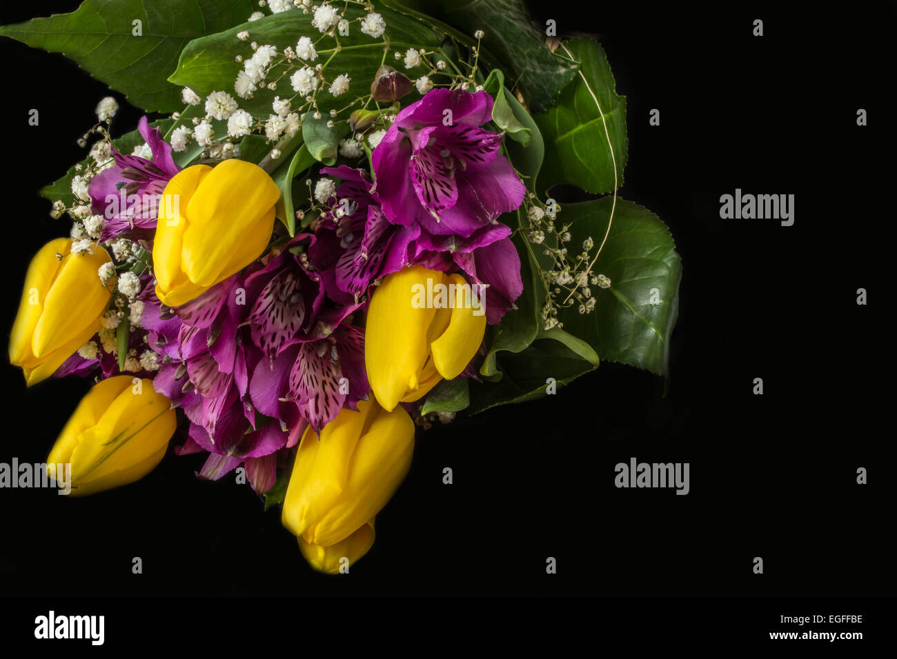 Fiori di Primavera - Tulipano giallo e viola alstroemeria (peruviano lily o giglio degli Incas) - Sfondo nero Foto Stock