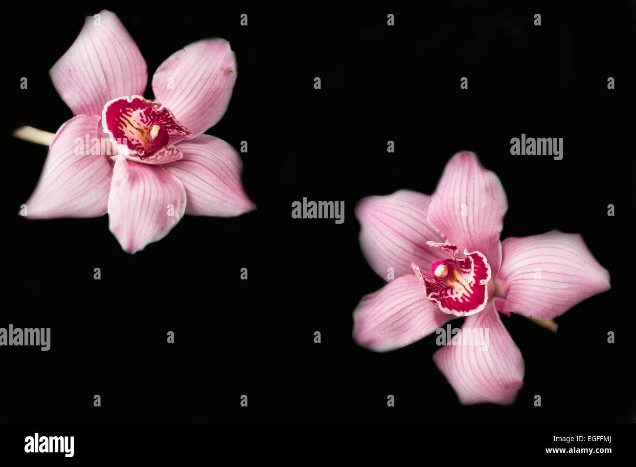 Orchidee rosa - Sfondo nero Foto Stock