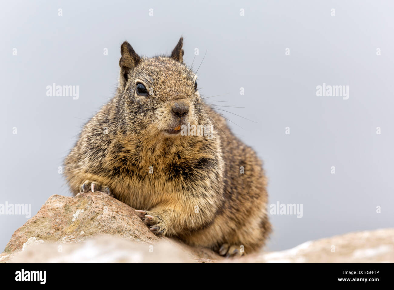 California Scoiattolo di terra Foto Stock