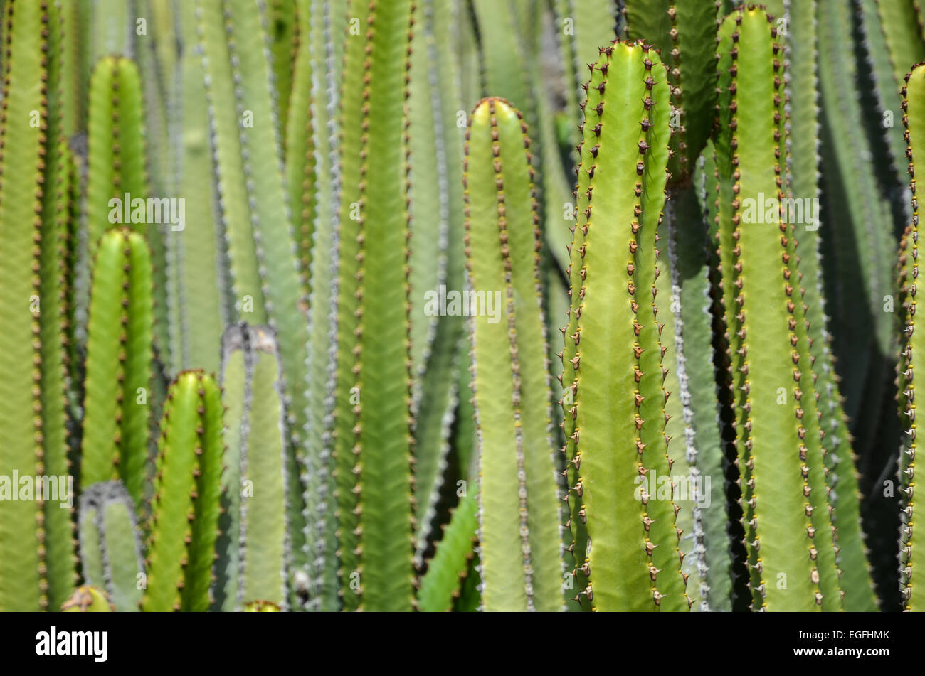 Cactus closeup come immagine di sfondo Foto Stock