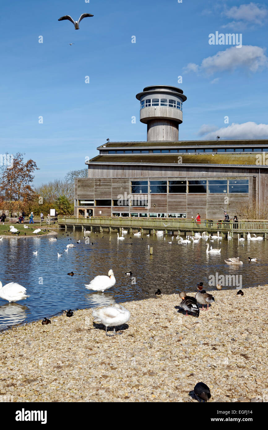 Slimbridge Wetland Centre, Gloucestershire, Regno Unito. Foto Stock