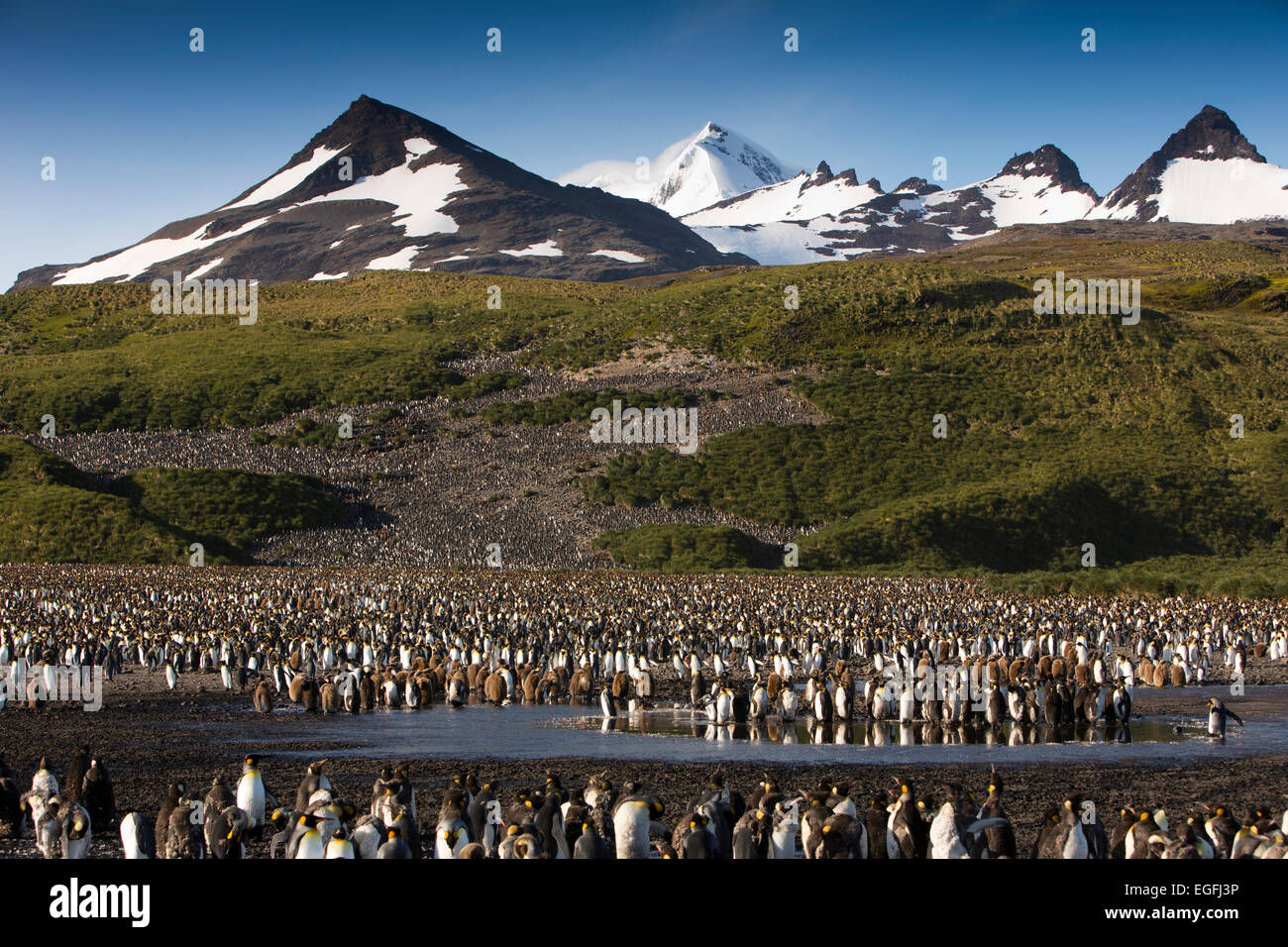 Atlantico del Sud, Sud Georgia e della baia di Isles, re pinguino colonia di allevamento Foto Stock