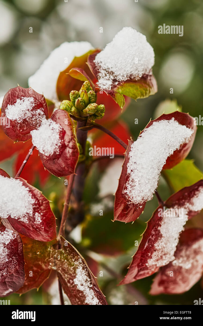 Mahonia Arbusto con foglie rosse e verdi cime coperte di neve Foto Stock