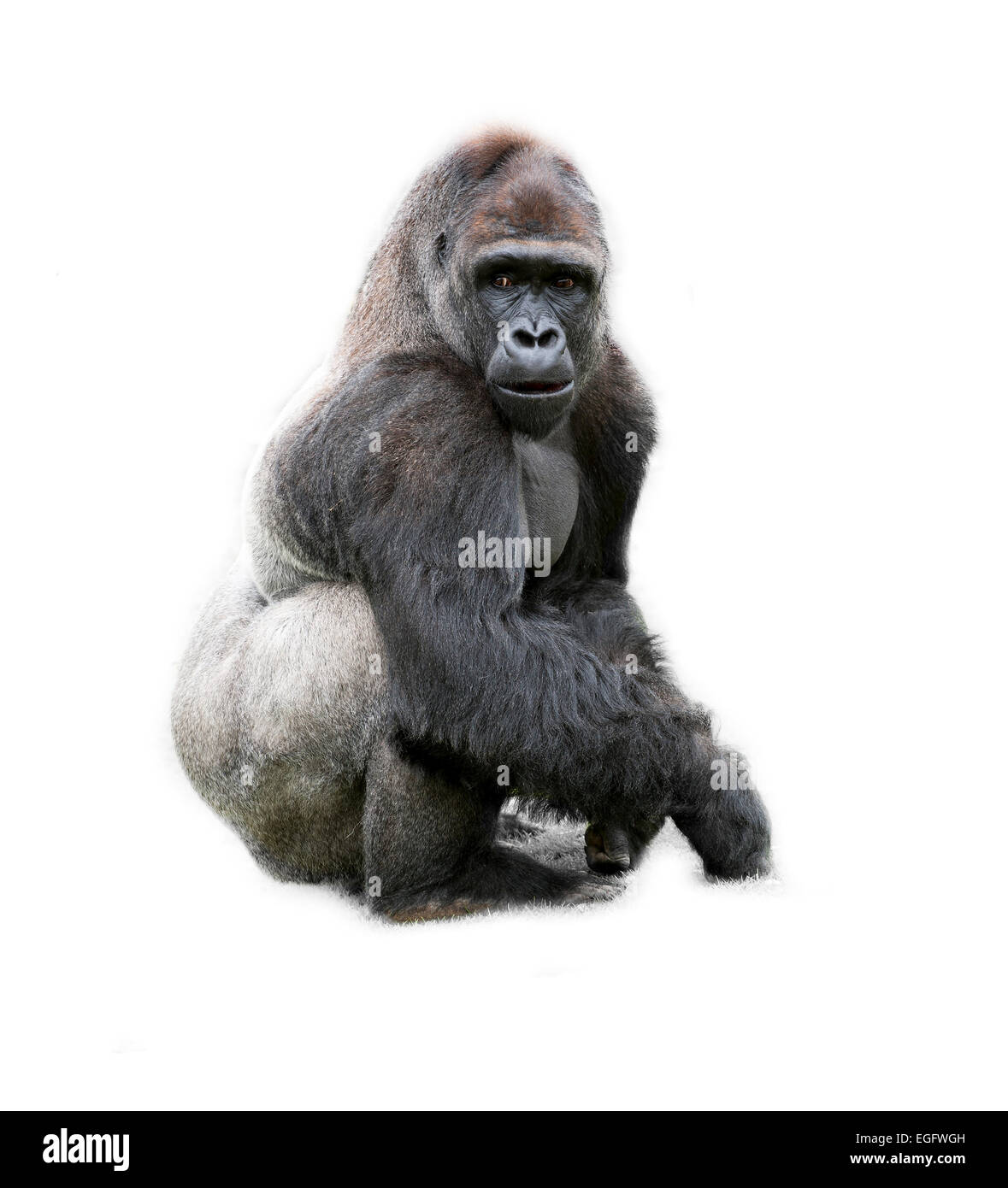 Gorilla su sfondo bianco Foto Stock