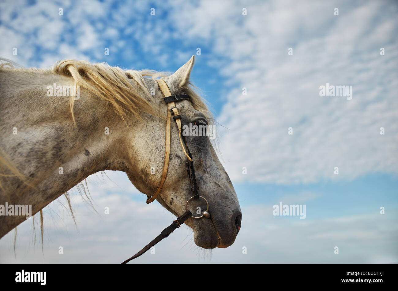 Testa di cavallo ritratto su sfondo cielo Foto Stock