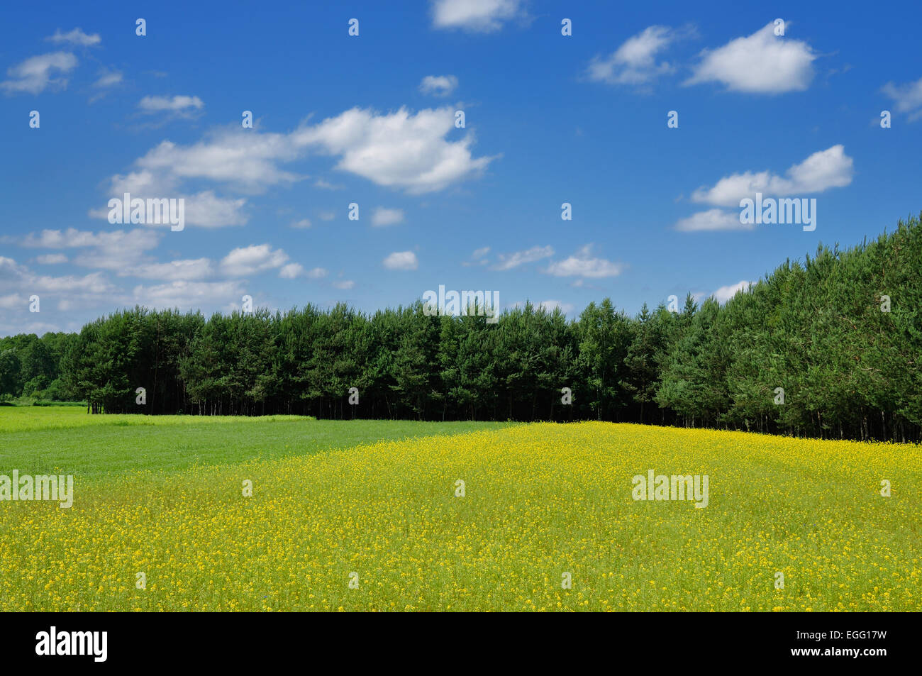 La molla del paesaggio rurale con prato giallo e blu cielo Foto Stock