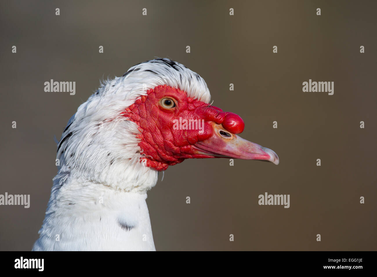 Anatra muta; Cairina moschata; Cornovaglia; Regno Unito Foto Stock
