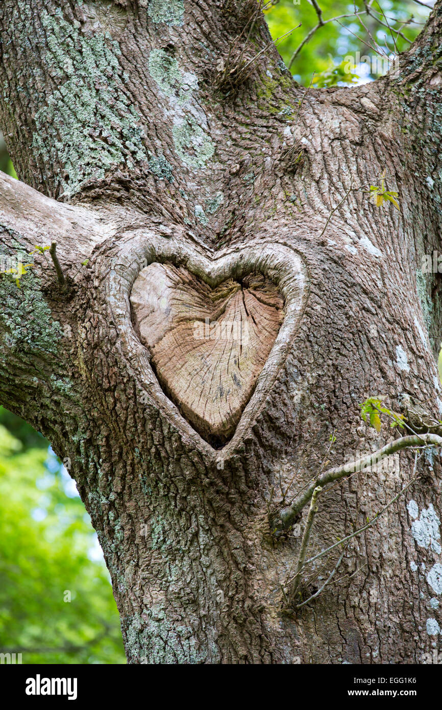 Albero di quercia Quercus robur Foresta di Dean; Regno Unito Foto Stock