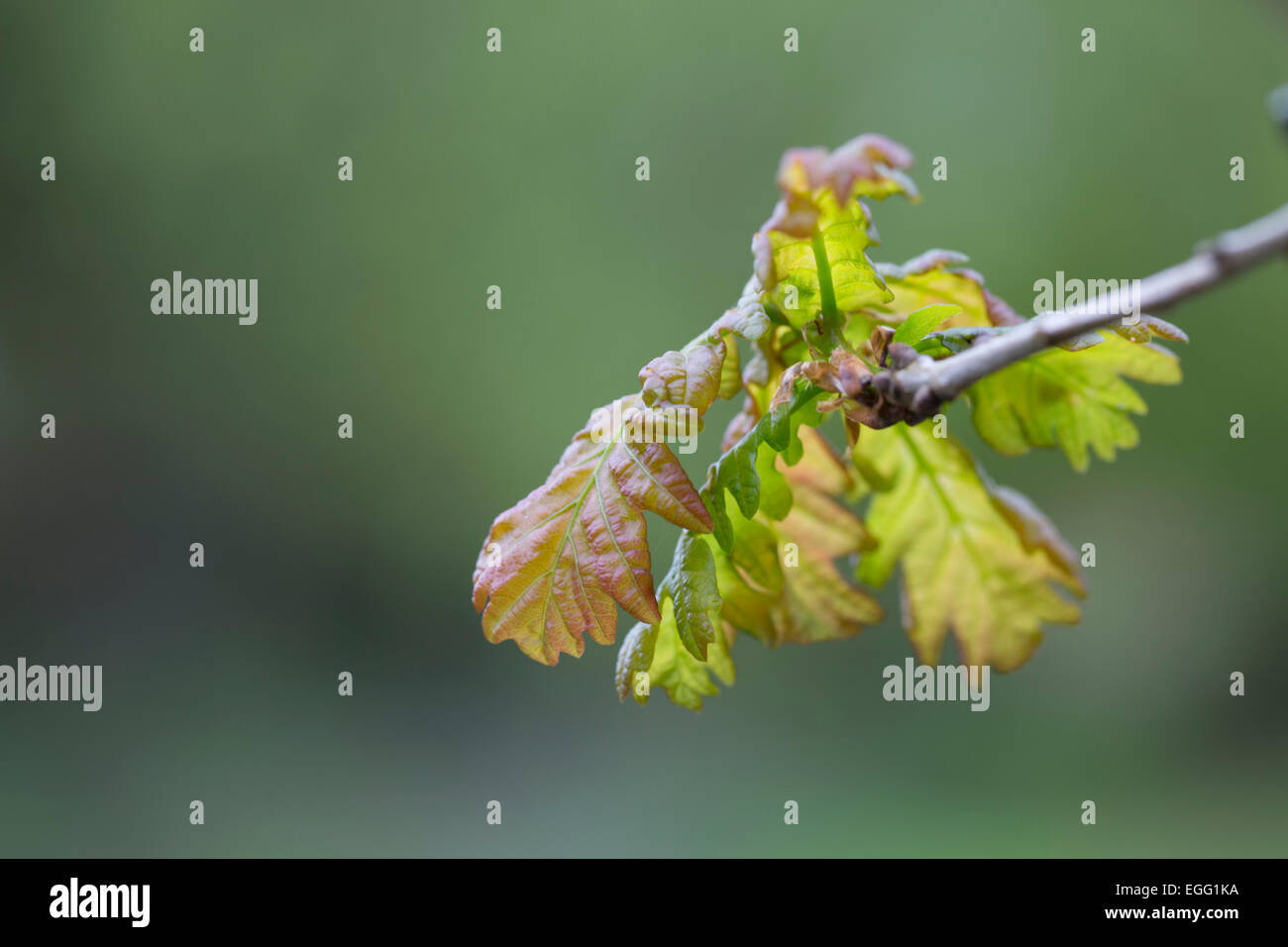 Foglie di quercia Quercus robur Foresta di Dean; Regno Unito Foto Stock