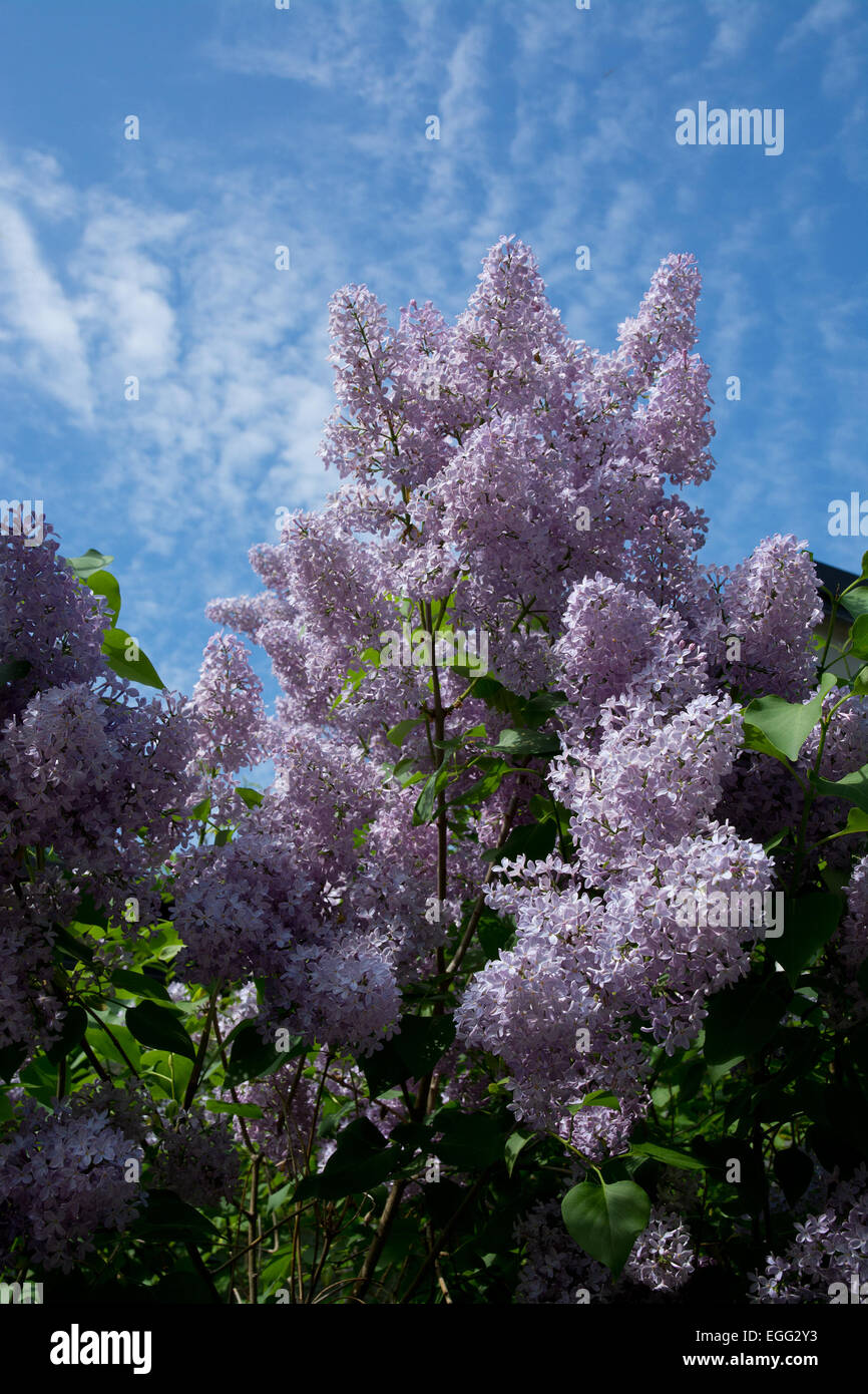 Lillà fioritura su un albero e cielo blu, Svezia in maggio. Foto Stock