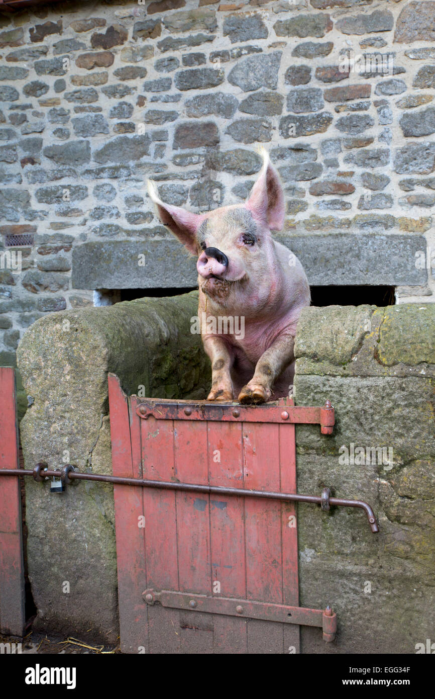 Pig unica sulla porta il museo Beamish Northumberland, Regno Unito Foto Stock