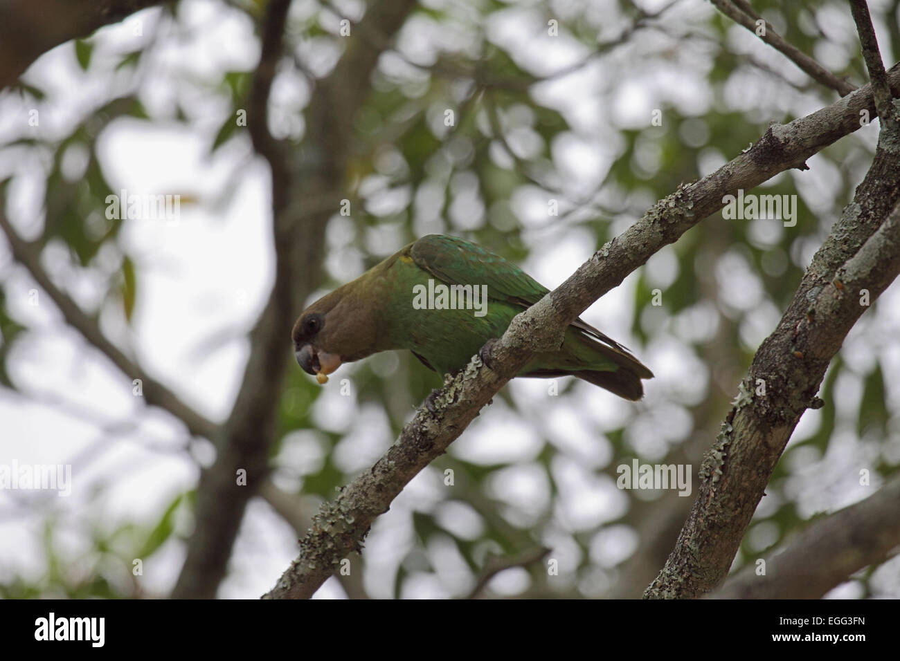 Marrone-testa di alimentazione pappagallo nella tettoia di albero in Sud Africa Foto Stock
