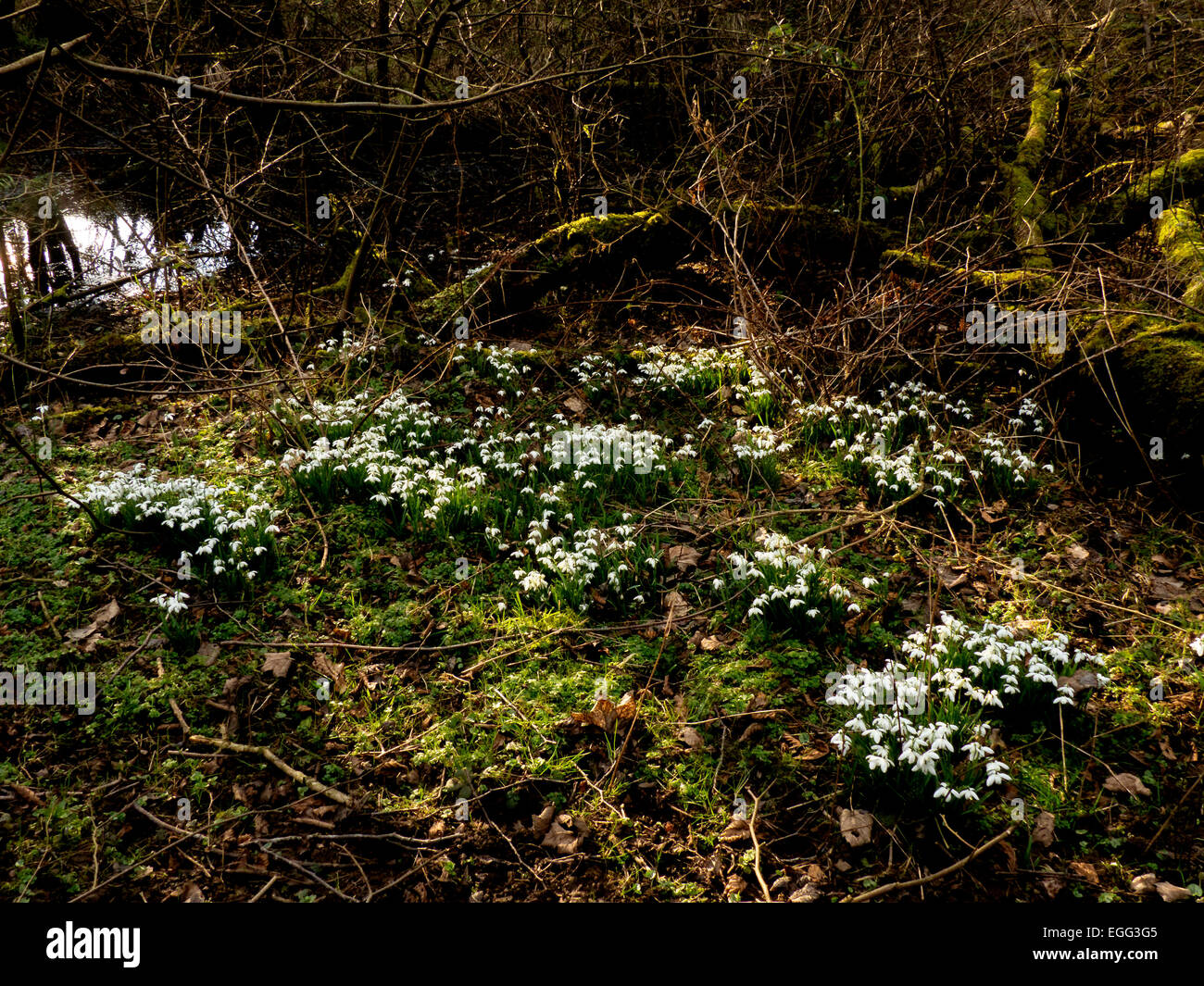 Cadute di neve in British bosco. Foto Stock