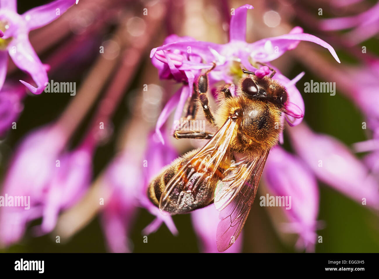 Ape su l'Allium fiore nel giardino in estate Foto Stock