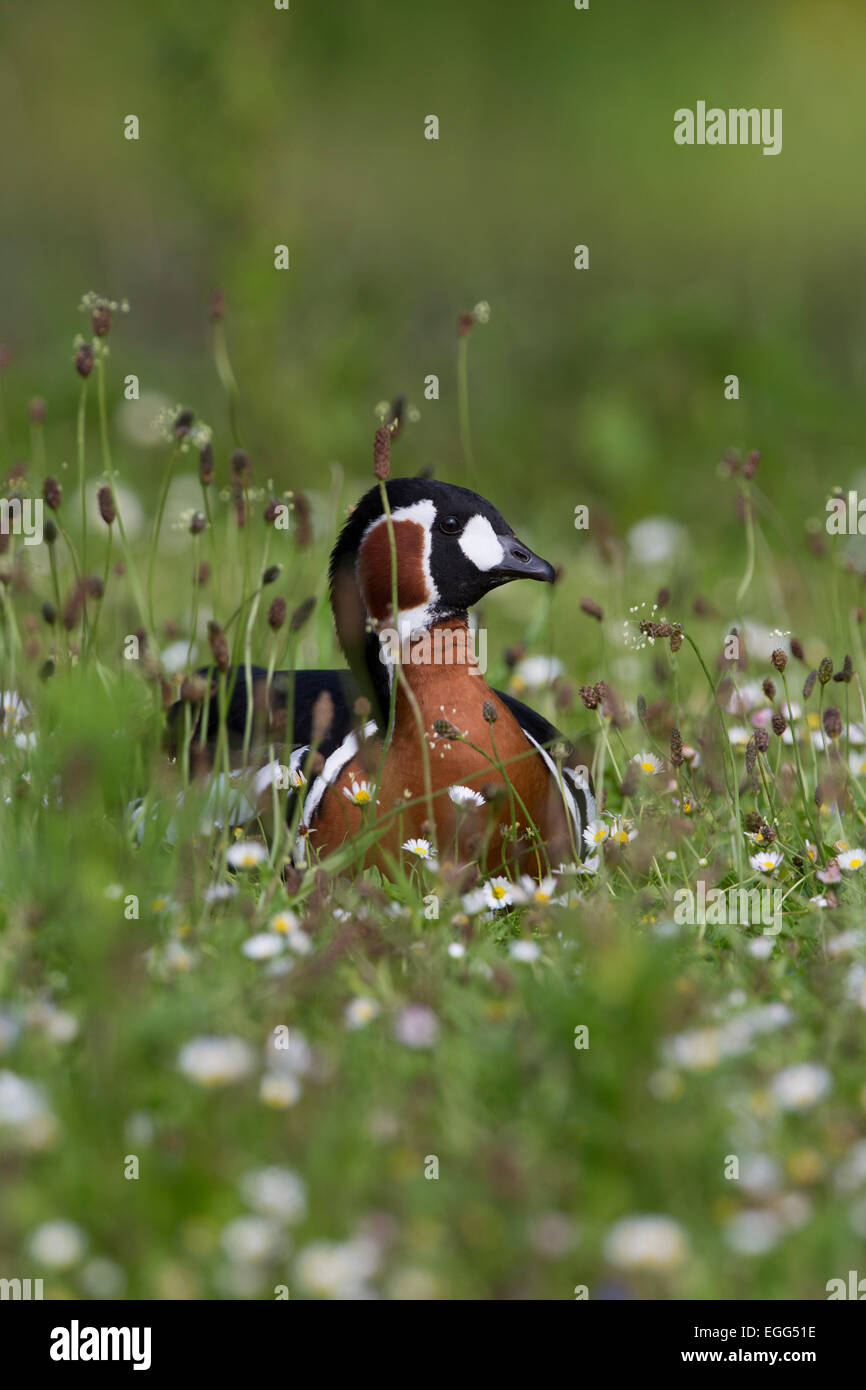 Red Breasted Goose Branta ruficollis singolo in margherite Northumberland, Regno Unito Foto Stock