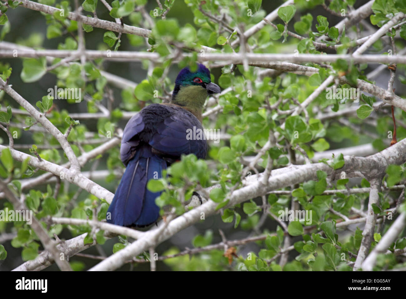 Viola-crested's Turaco in albero canopy in Sud Africa Foto Stock