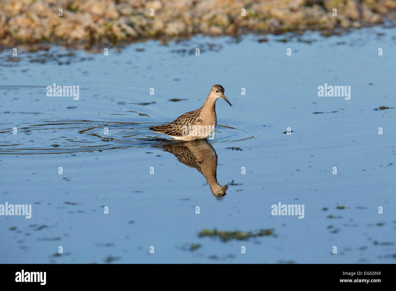 Ruff Philomachus pugnax singolo adulto Wading Isole Scilly; Regno Unito Foto Stock