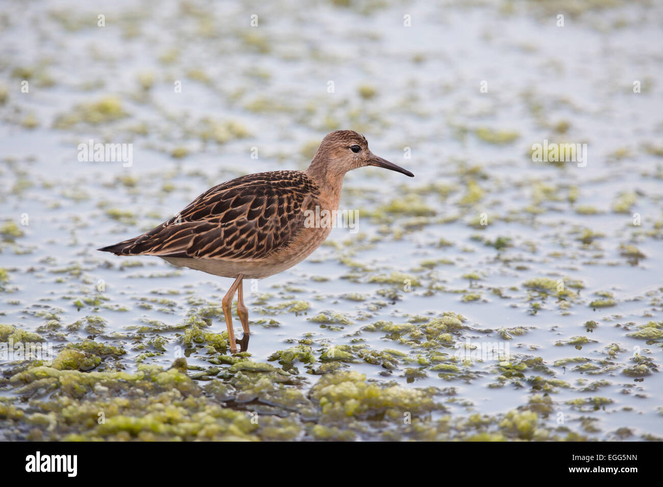 Ruff Philomachus pugnax singolo adulto Isole Scilly; Regno Unito Foto Stock