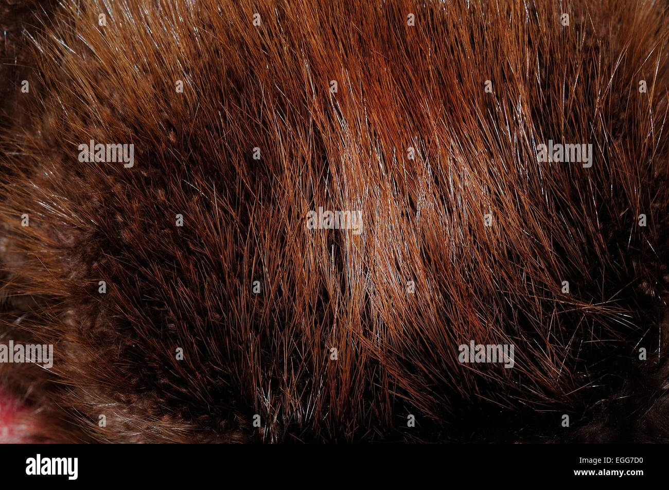 Pelle di pelliccia di castoro Foto stock - Alamy
