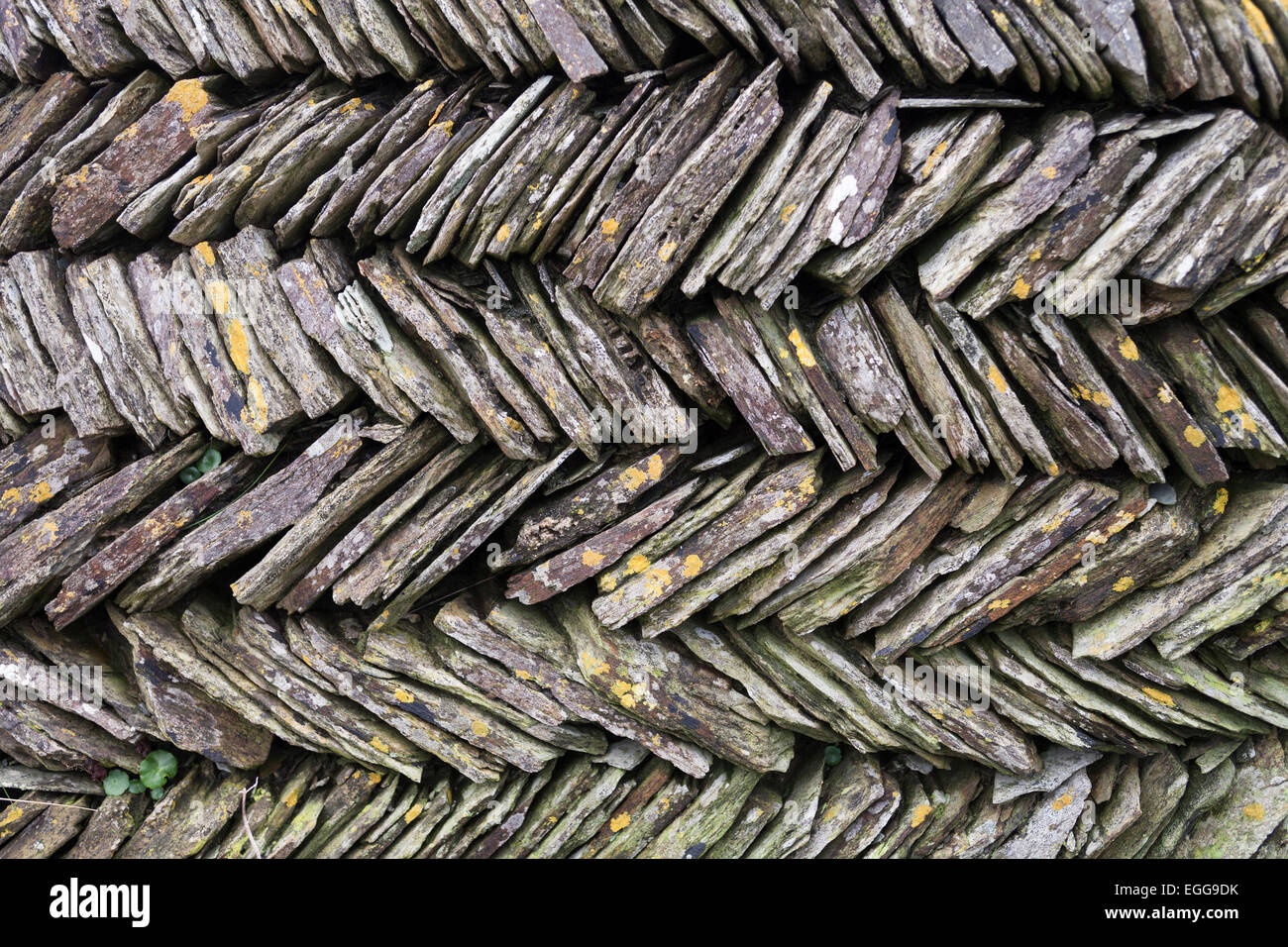 Cornish ardesia [dry muro di pietra], Cornwall, Regno Unito Foto Stock