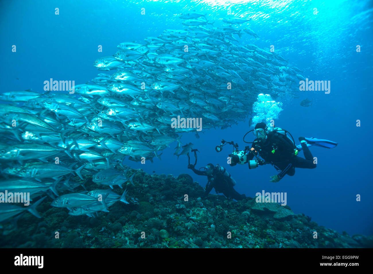 Una scuola di carangidi obeso con i subacquei su una scogliera nelle isole Salomone. Foto Stock