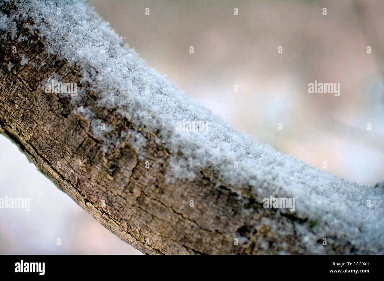 Bellissimo sfondo blu di bellezza chill colore freddo colorato cool giorno l'Europa forest brina ghiacciata di mattina di luce la natura Foto Stock