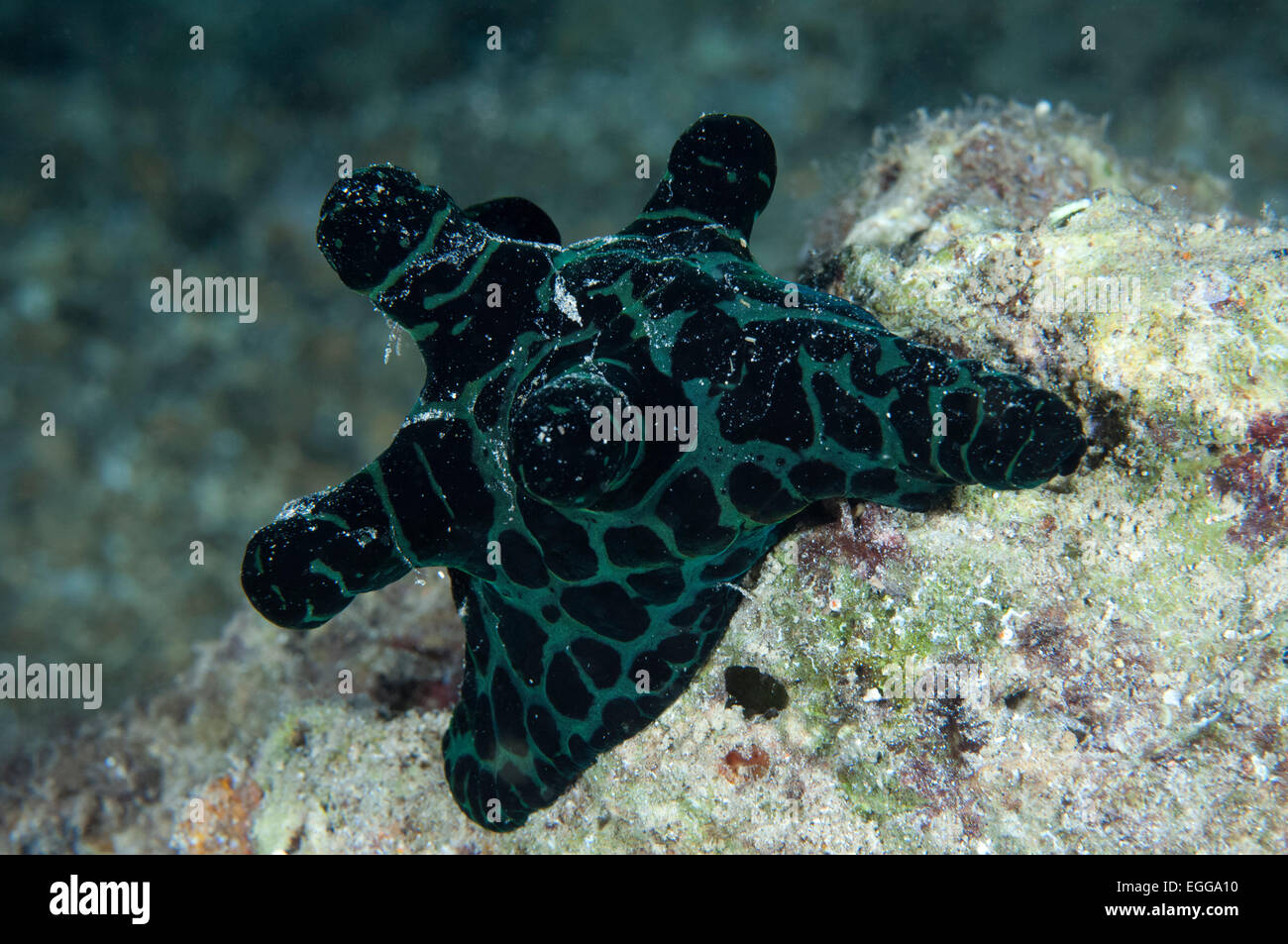 Un Coriocella nero su una scogliera nelle isole Salomone. Foto Stock