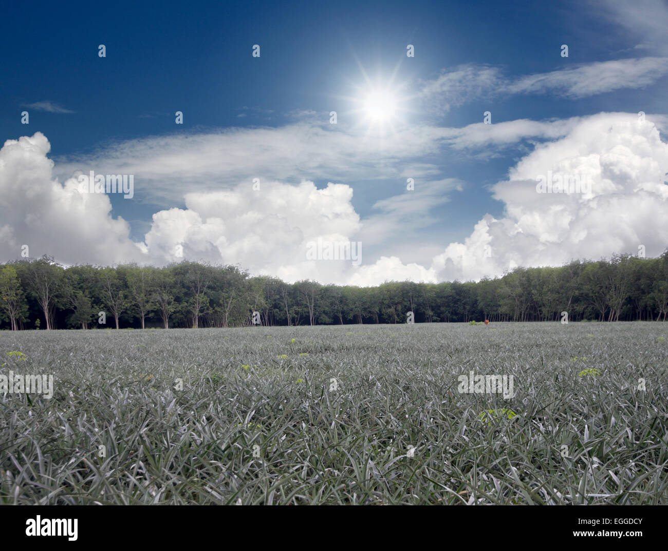 Le piantagioni di ananas in campo sul luminoso giorno. Foto Stock