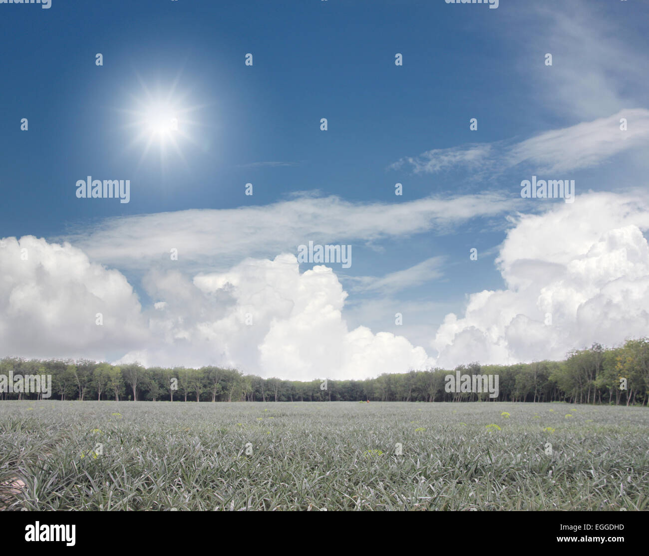 Le piantagioni di ananas in campo sul luminoso giorno. Foto Stock