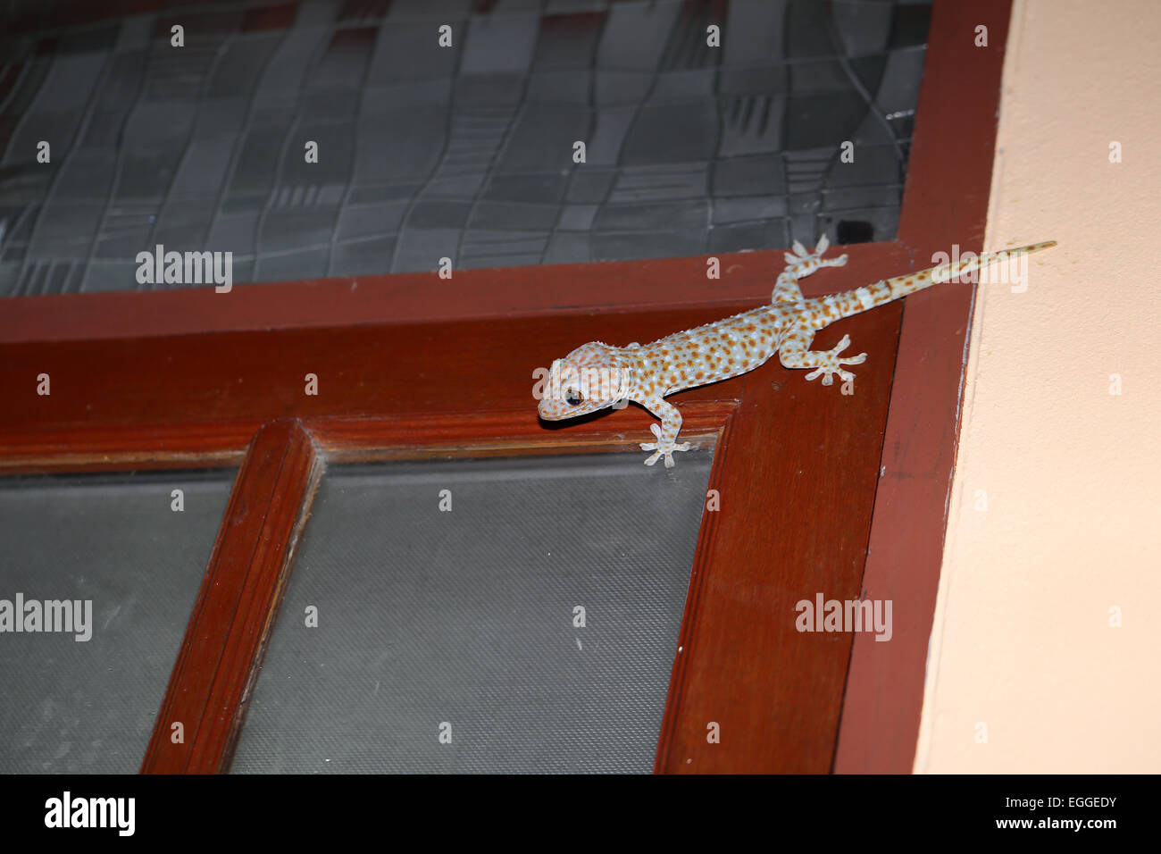 Correnti di Gecko siede sulla costruzione fotografato closeup Foto Stock