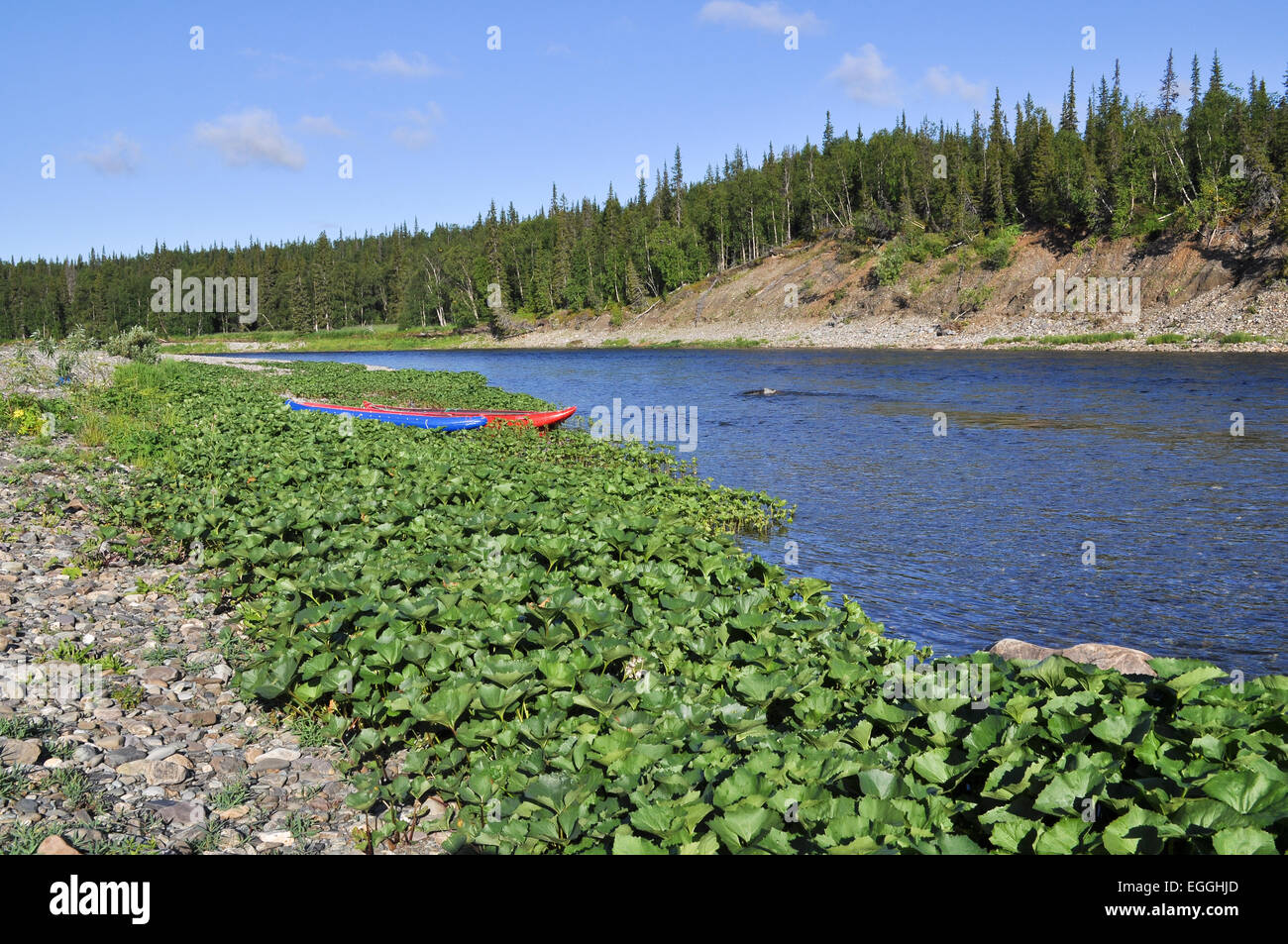 La barca turistica sul fiume del Nord. Polar Ural, Repubblica di Komi, Russia. Foto Stock