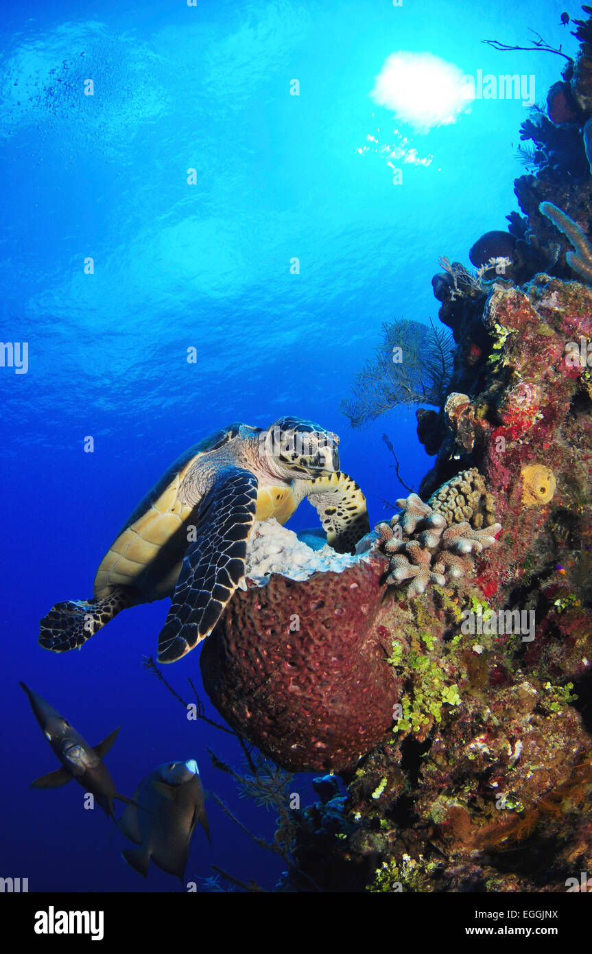 Hawksbill tartarughe di mare e grigio angelfish dalla barriera corallina, Kittiwake USS, Grand Cayman. Foto Stock