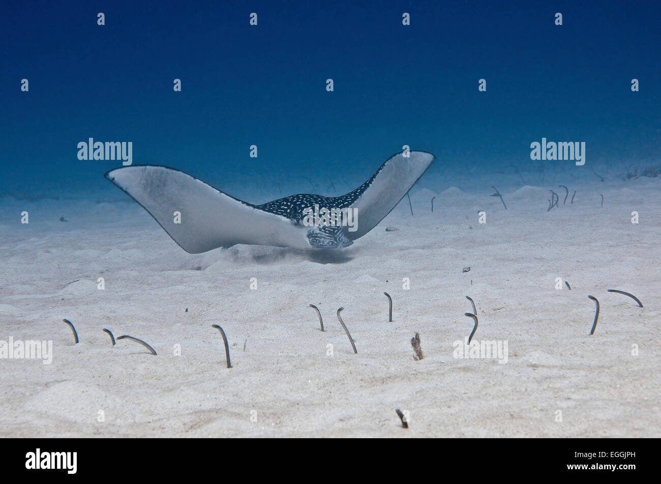 Un raggio di aquila chiazzato nuota lungo il fondo dell'oceano con giardino anguille sporgente dalla parte inferiore sabbiosa, Turtle Reef, Grand Cayman. Foto Stock