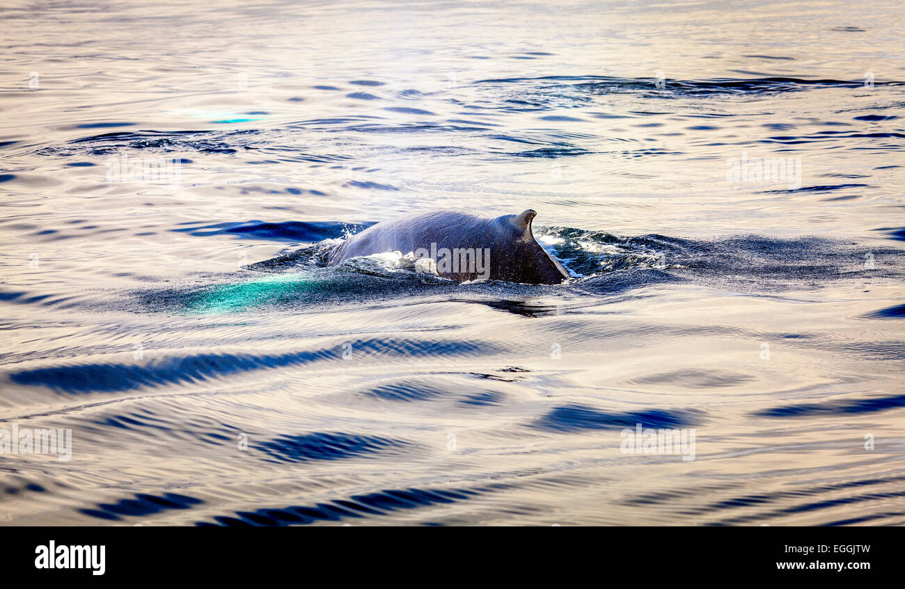 Humpback Whale nel Skjalfandi Bay nel nord dell'Islanda Foto Stock