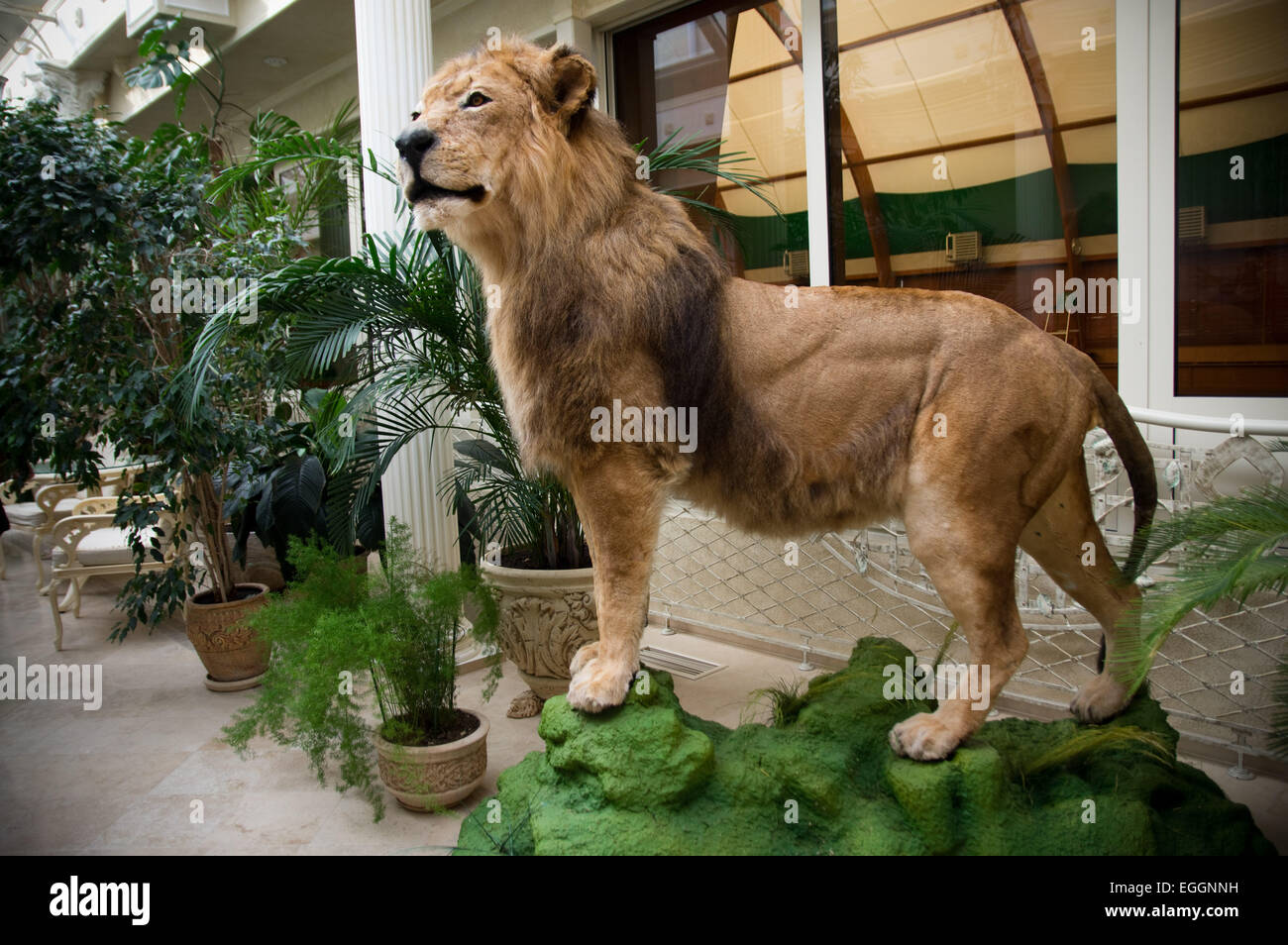 Una full size lion visto in uno dei corridoi del palazzo. - L'ex presidente dell'Ucraina "Viktor Yanukovych' abbandonato il paese il 21 febbraio 2014 durante la rivoluzione lasciando dietro il suo muti million dollar mansion si trova 24km a nord della capitale. Un anno più tardi si è aperto per i visitatori di vedere come ha usato il bilancio dello Stato per il proprio tempo libero. © Geovien in modo pacifico/press/Alamy Live News Foto Stock