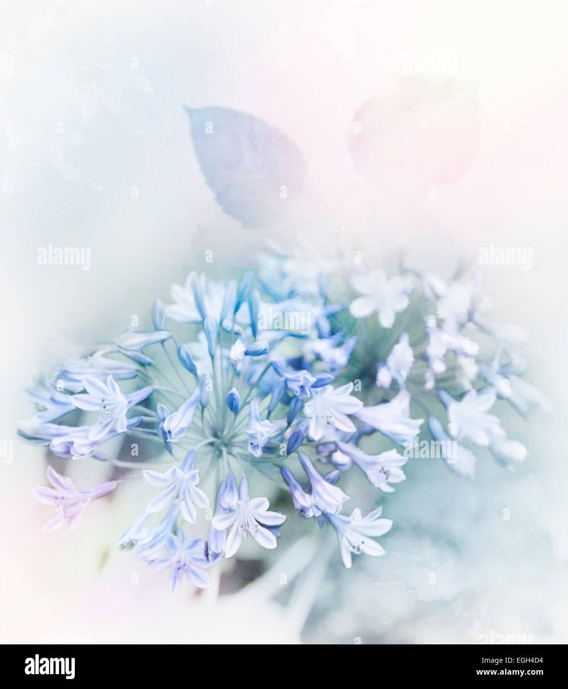 La pittura digitale di fiori blu.Soft Focus Foto Stock