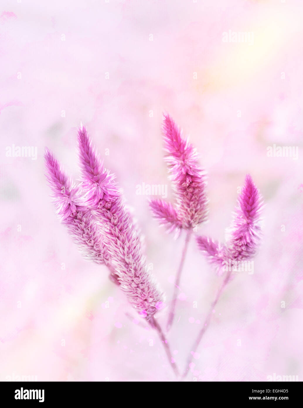 La pittura digitale di fiori viola.Soft Focus Foto Stock