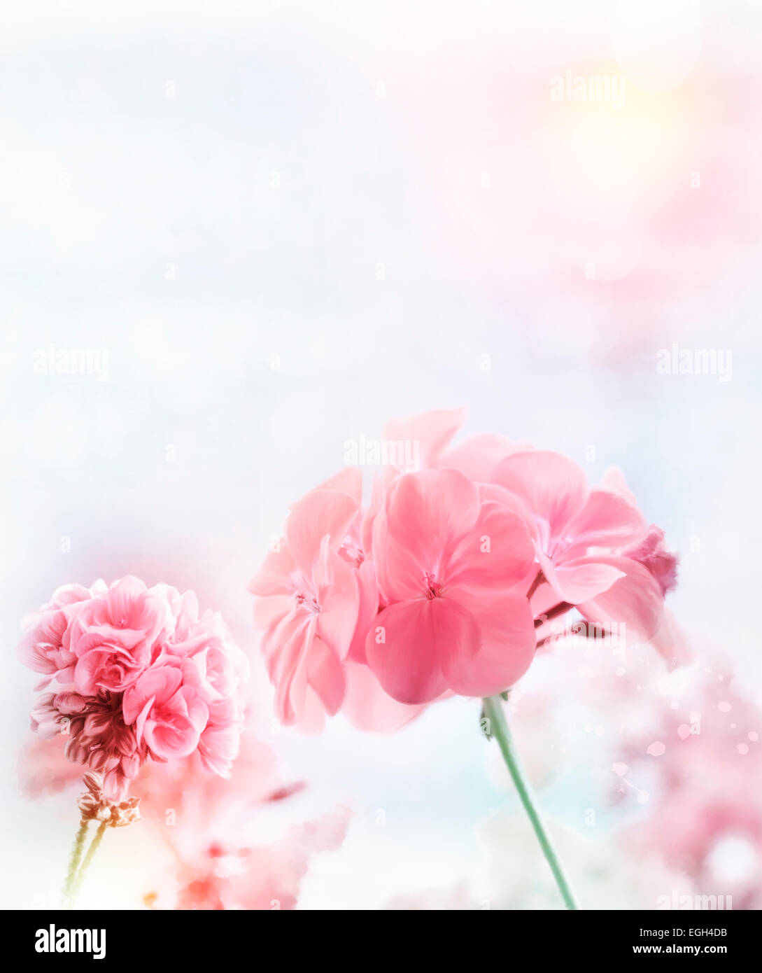 La pittura digitale di Rosa geranio Foto Stock