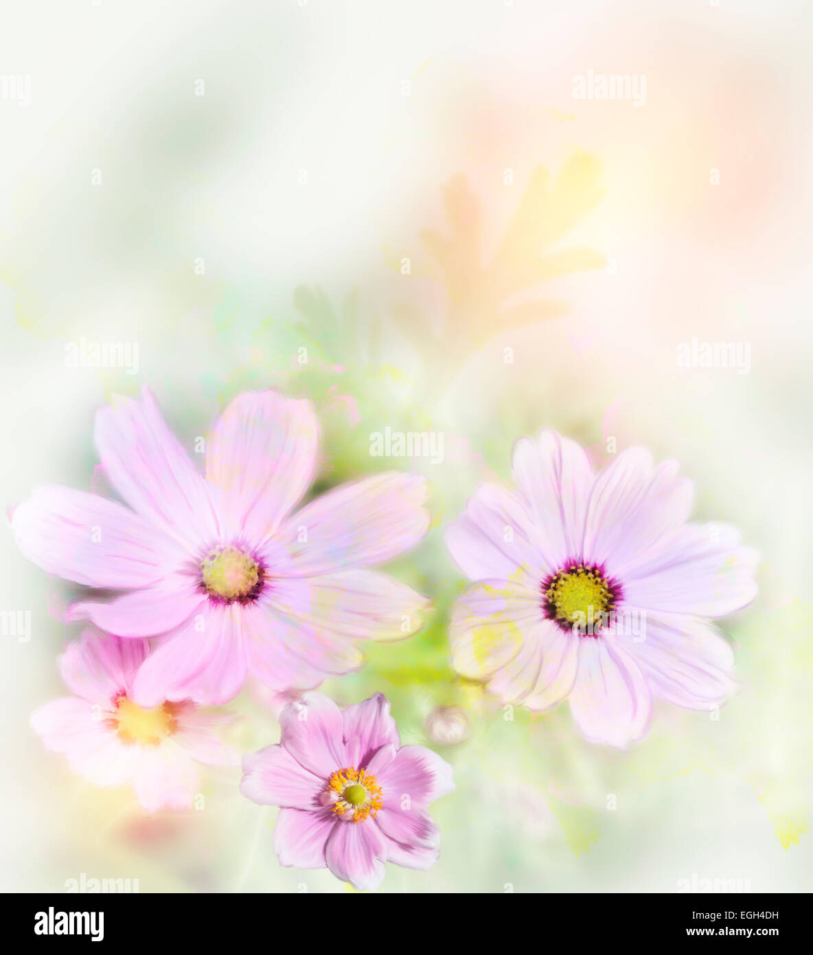 La pittura digitale del cosmo viola fiori,Soft Focus Foto Stock