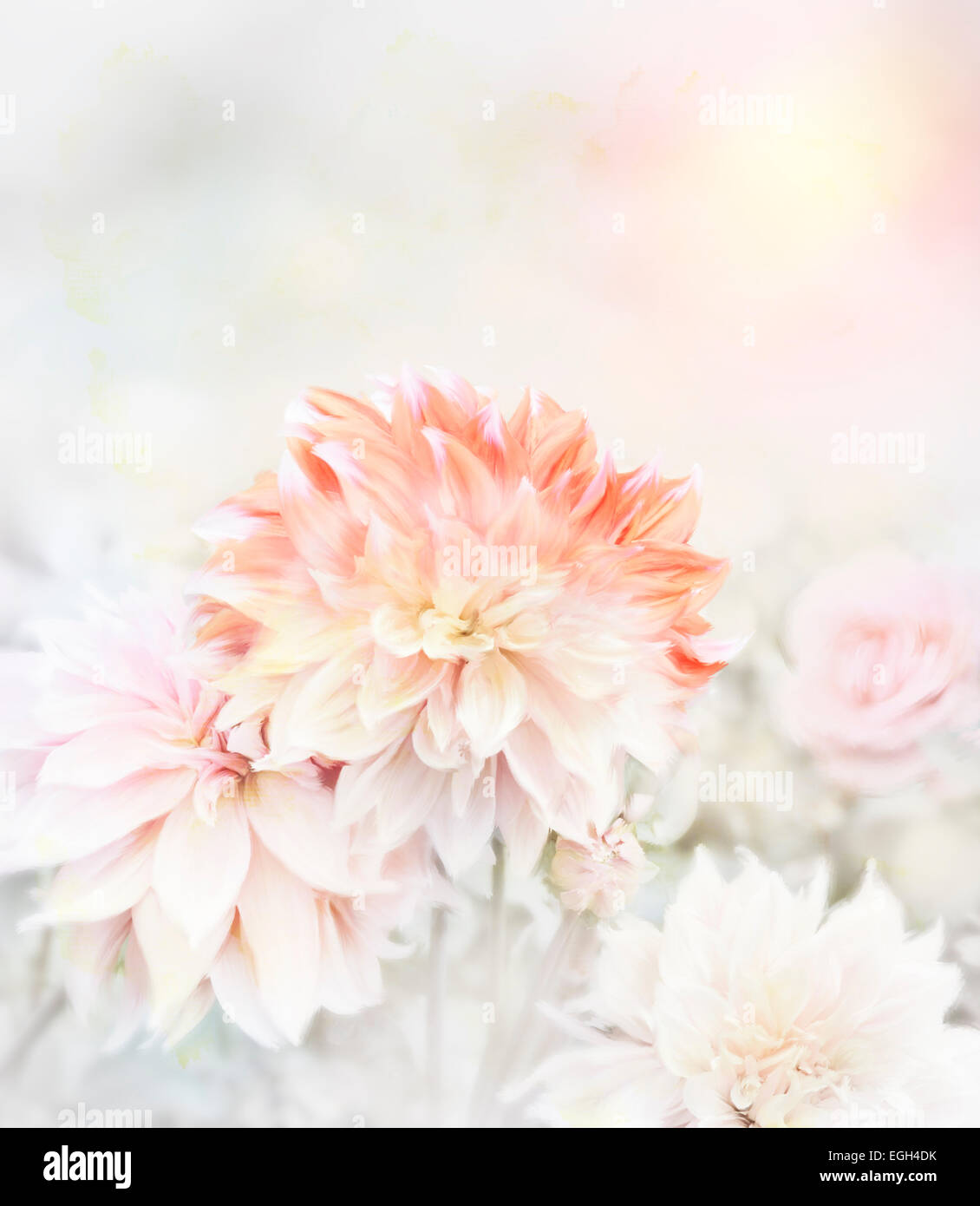 La pittura digitale di fiori Dahlia.Soft Focus Foto Stock