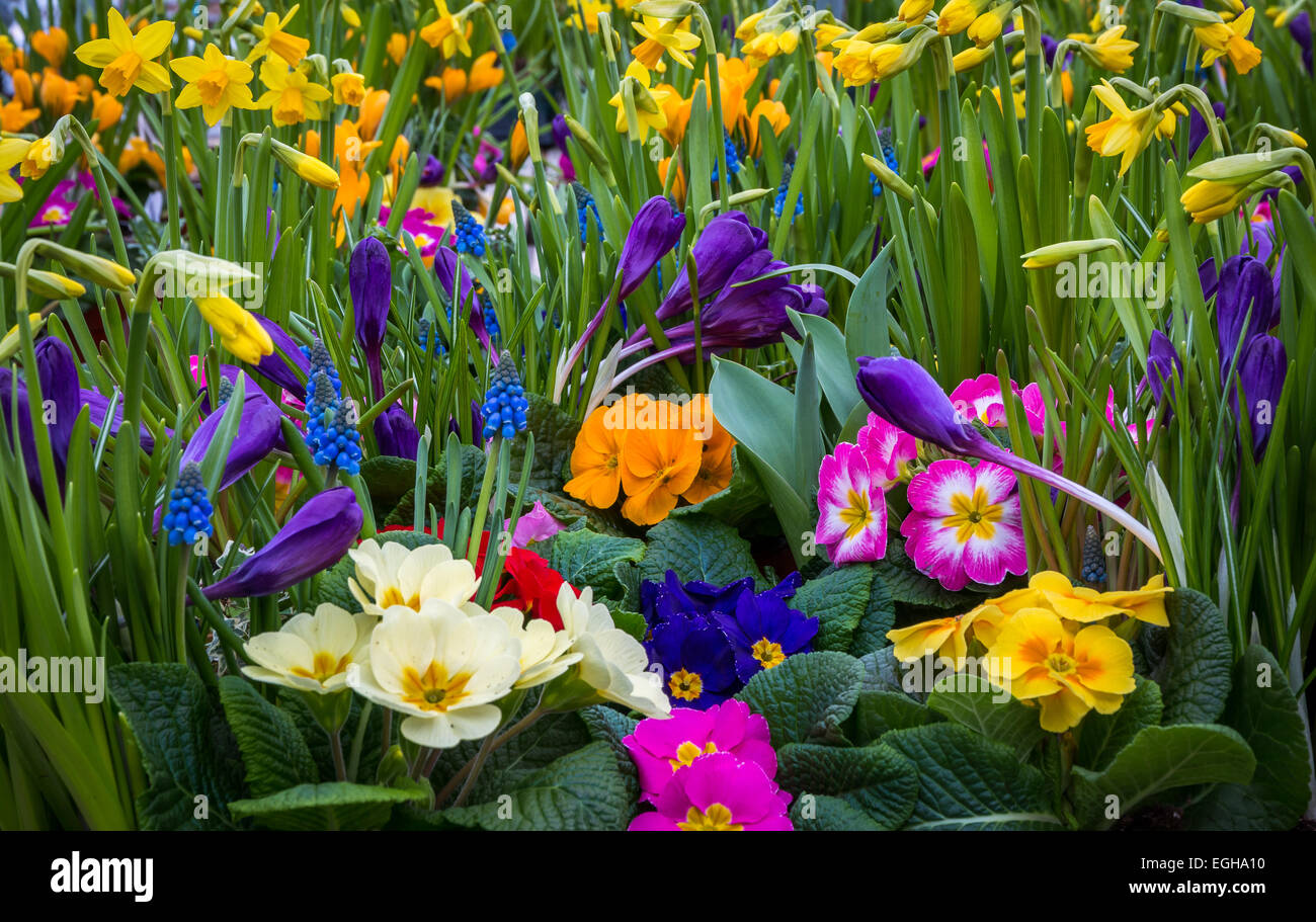 Un molto colorato giardino composta di primule, daffodil, crocus e giacinto di uva. Foto Stock