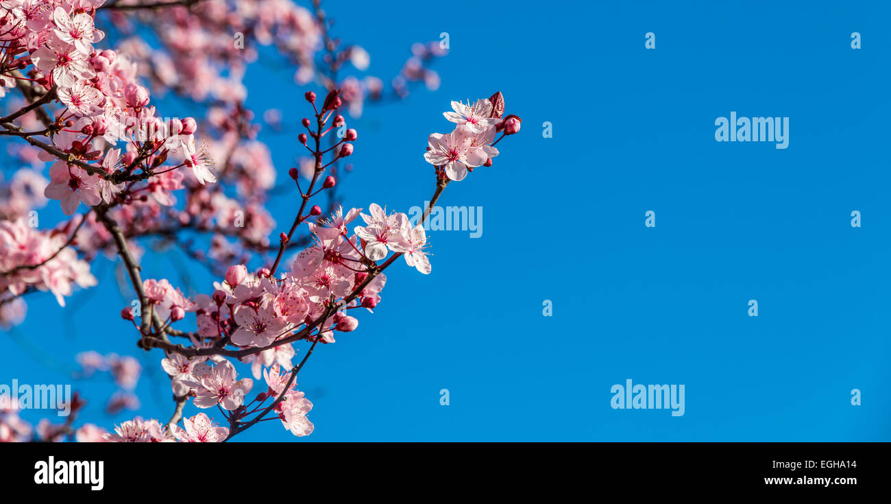 Messa a fuoco poco profonda su una rosa di fioritura giapponese prugna che si staglia contro un vivid blue sky. Foto Stock